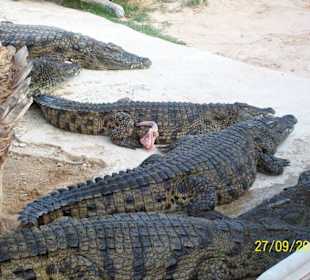 Krokodile beim fressen