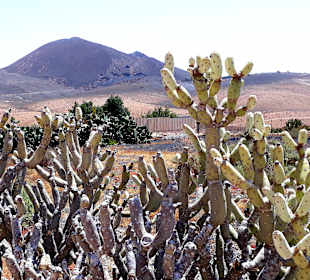 Inselrundfahrt Tagesausflug