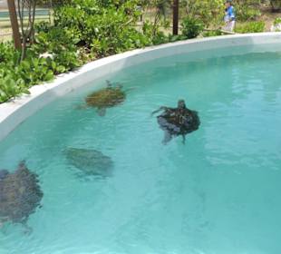 Schildkrötenaquarium