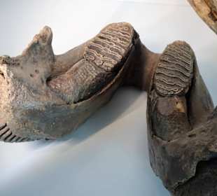 In der Geologie-Abteilung des Museums Lüneburg