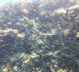 Tolle Unterwasserwelt