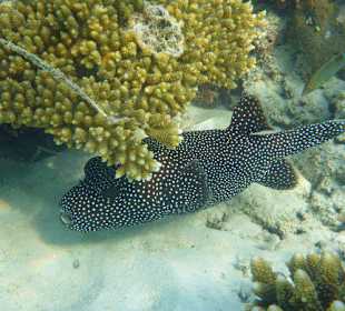 Kugelfisch (schnorchelnd)