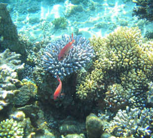 Weißsaum Soldatenfisch