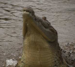 Jose´s Crocodile River Tour