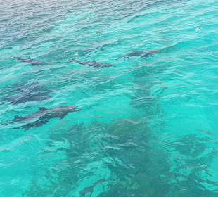 Delfin Tour Makadi Bay