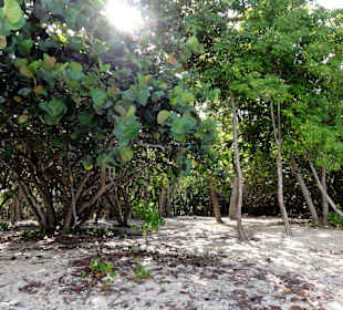 Tropische Vegetation im Inselinneren