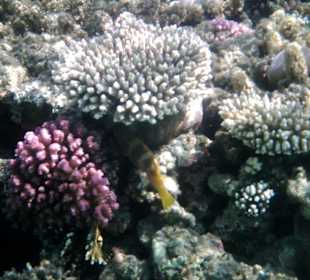 Tolle Unterwasserwelt