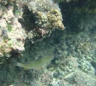 Schnorcheln am eigenen Hotelstrand! 