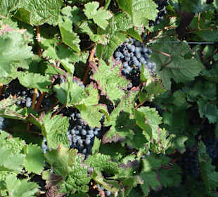 Weinreben