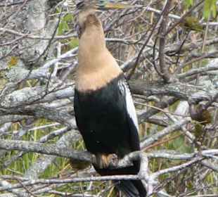 Everglades National Park: Anhinga Trail