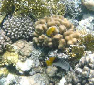 Riff in Strandnähe , Sharm El Naga