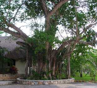 Garten bei der Cenote