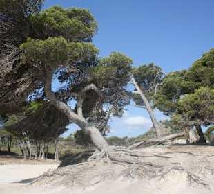 Anderer Strand i. d. Nähe - Cala Agulla