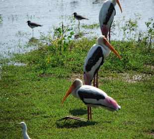 Marabus im Yala Park