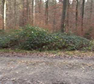 Alter Abteilungsstein 1