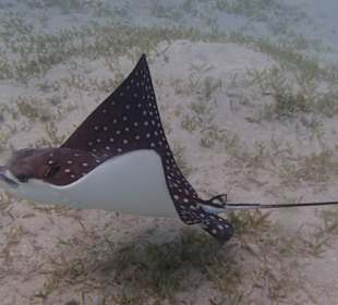 El Malikia Abu Dabbab Resort Marsa Alam