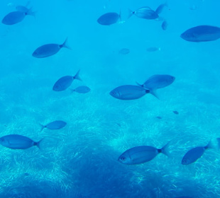 Strand Paguera/Peguera
