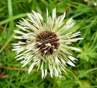 Eigenwillige Pflanze