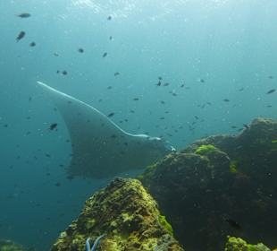 Manta