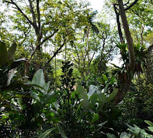 Botanischer Garten Singapur