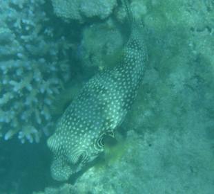 Fisch