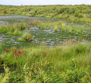 Blick über die Flächen des Goldenstedter Moores