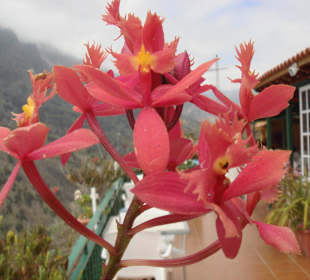 Die schönen Blumen auf der Terrasse