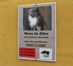 Mono De Allen - Africa