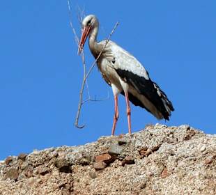 Storch beim Nestbau