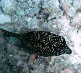 Kugelfisch