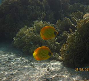 5 year old child made the photo at snorkeling.