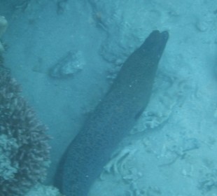 Schnorcheln Abu Dabbab