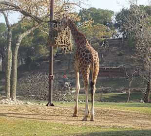 Giraffe freilaufend