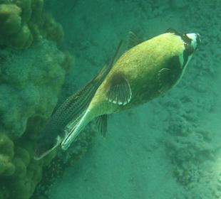 Maskenkugelfisch