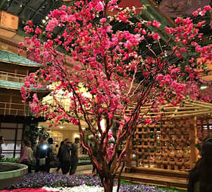 Conservatory & Botanical Gardens