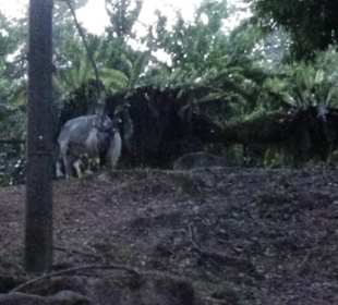 Tiere bei der Night Safari
