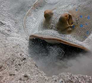 Schnorcheln Marsa Alam