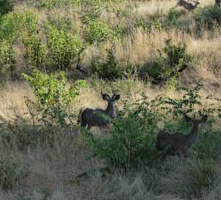 Krüger Nationalpark