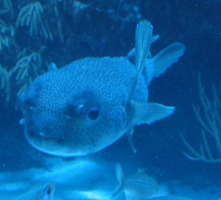 Kugelfisch