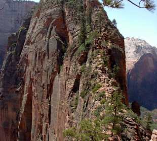 Zion: Weg zu "Angels Landing"