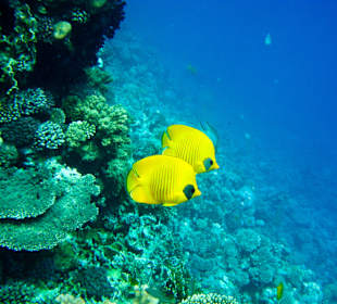 Коралловые обитатели