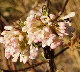 Blüten