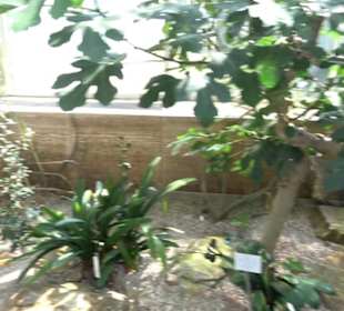 Gewächshäuser Botanischer Garten