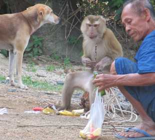 Affe für die Kokosnussernte