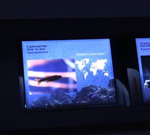 Tierpark Hellabrunn - Fische