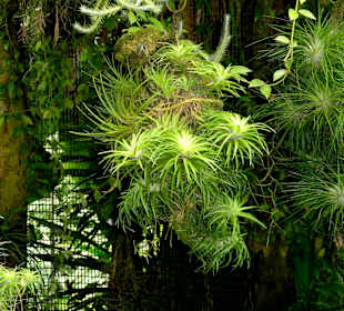 Abteilung der Saprophyten