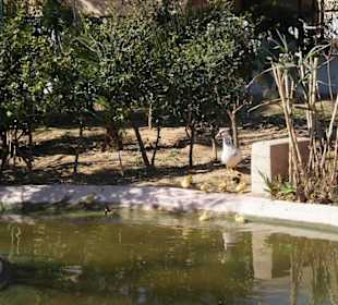 Enten und ihre Küken