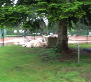 TC Bad Waldsee
