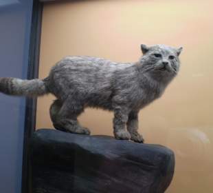 Zoologisches Forschungsmuseum Alexander Koenig