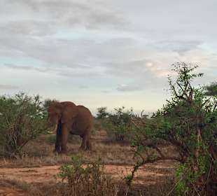 Słonie na safari w Tsavo East